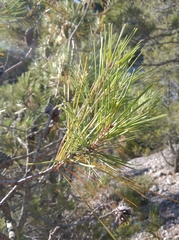 Pinus halepensis