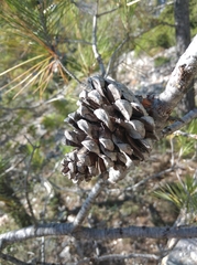 Pinus halepensis