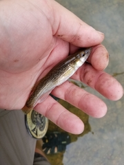 Fundulus catenatus