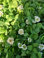 Trifolium repens