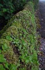 Chiastophyllum oppositifolium