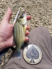 Morone mississippiensis