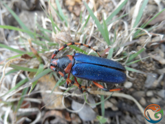 Stenaspis verticalis