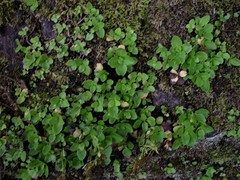 Chiastophyllum oppositifolium
