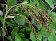 Chiastophyllum oppositifolium