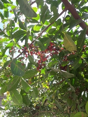 Schinus terebinthifolia