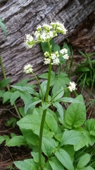Valeriana occidentalis