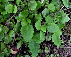 Chiastophyllum oppositifolium