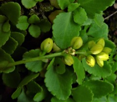 Chiastophyllum oppositifolium