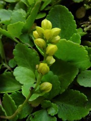 Chiastophyllum oppositifolium