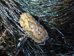 Cubaris tarangensis