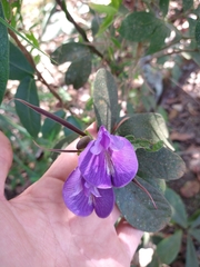 Periandra mediterranea