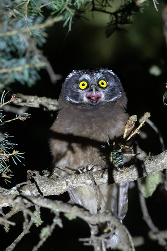 Boreal Owl photographed in New Mexico