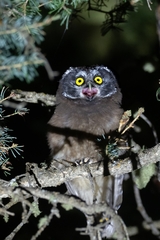 Boreal Owl photo 4
