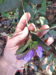 Periandra mediterranea