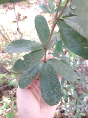 Periandra mediterranea