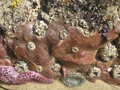 Aplousobranchia
