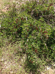 Ribes roezlii roezlii