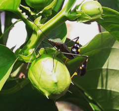 Diactor bilineatus