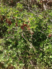 Ribes roezlii roezlii