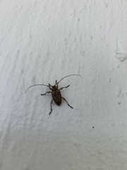 Lagocheirus araneiformis