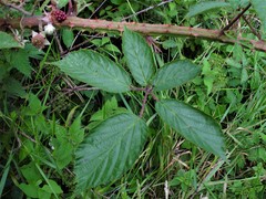 Rubus moylei