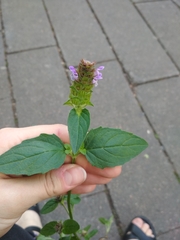 Prunella vulgaris