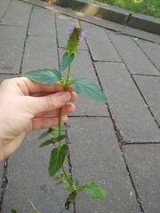 Prunella vulgaris