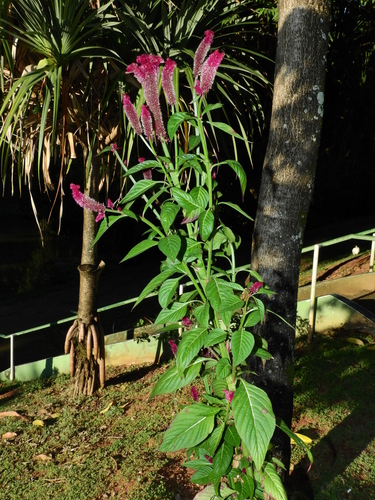 Celosia argentea
