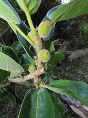 Ficus stuhlmannii