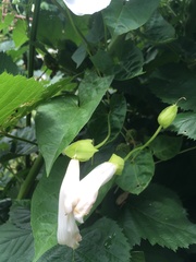 Calystegia sepium
