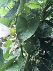 Calystegia sepium