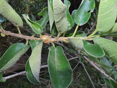 Ficus stuhlmannii