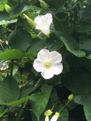 Calystegia sepium