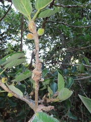 Ficus stuhlmannii
