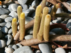 Cleistocactus winteri