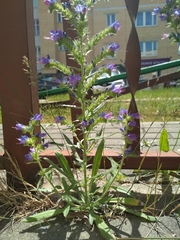 Echium vulgare