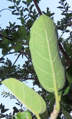 Ficus stuhlmannii