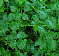 Rubus bartonii