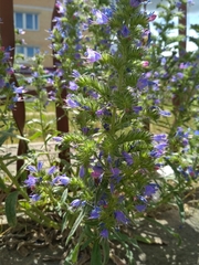 Echium vulgare