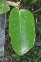 Ficus stuhlmannii