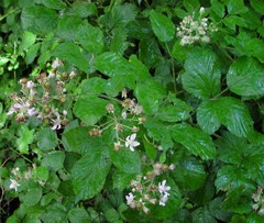 Rubus bartonii