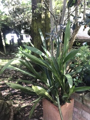 Cyrtochilum examinans