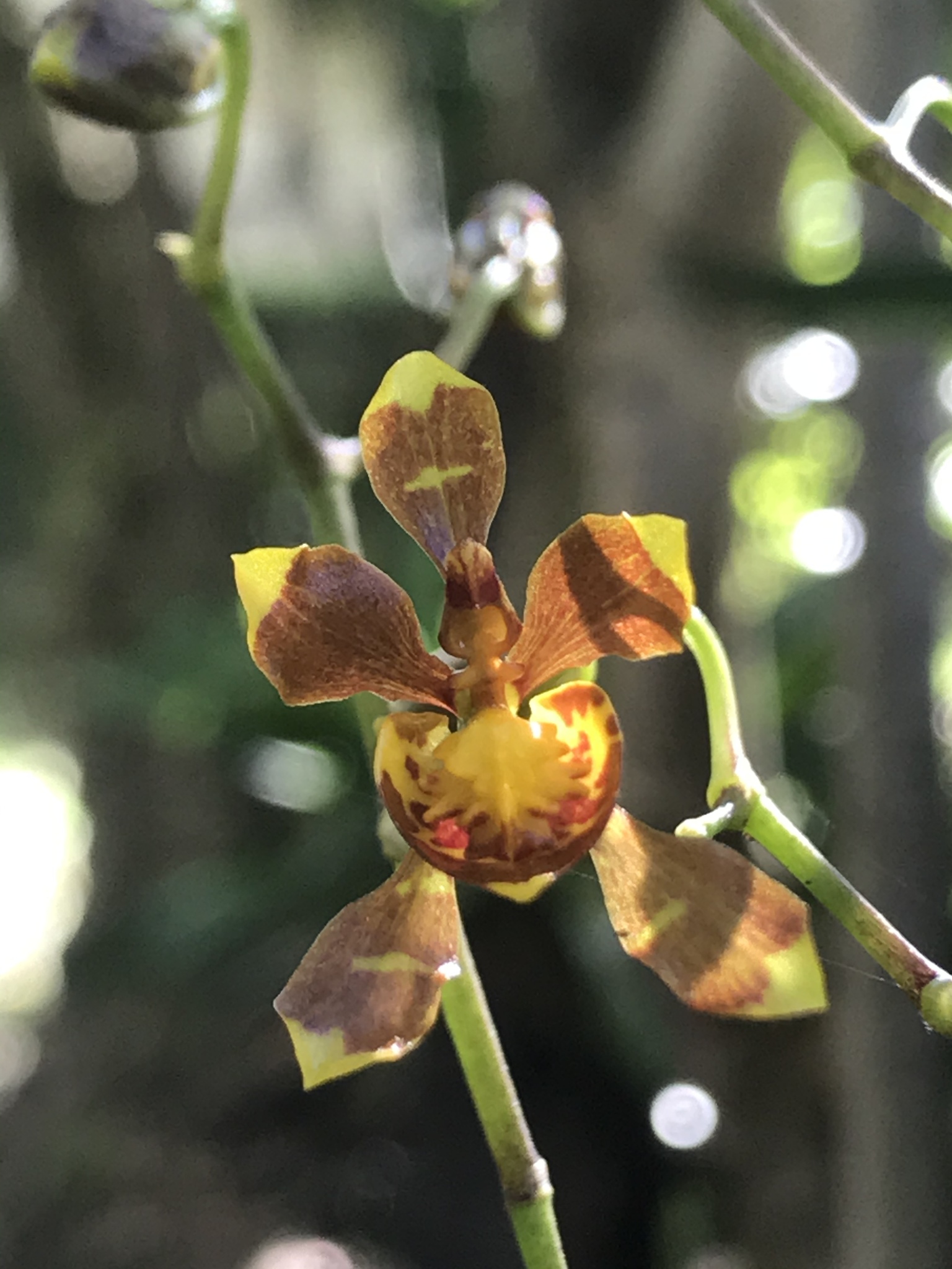 Cyrtochilum examinans (Lindl.) Kraenzl.