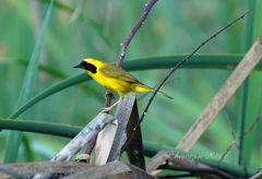 Geothlypis flavovelata