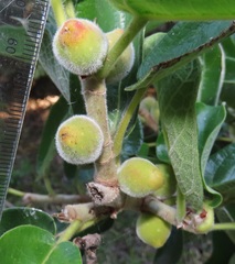Ficus stuhlmannii