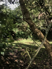 Cyrtochilum examinans