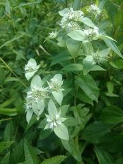 Pycnanthemum setosum