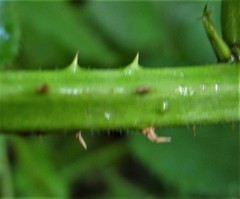 Rubus bartonii