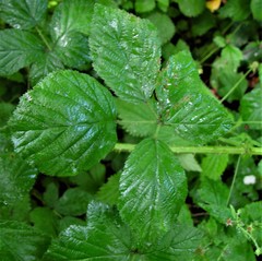 Rubus bartonii